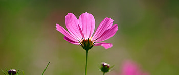 Pink, cosmos, portrait HD wallpaper