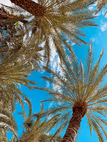Nature, Sky, Palms, Branches, Bottom View HD phone wallpaper