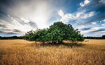 Nature, Grass, Sky, Summer, Wood, Tree HD wallpaper