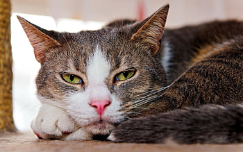 Animals, Cat, To Lie Down, Lie, Muzzle, Relaxation, Rest, Sleepy, Curl Up, Curdle HD wallpaper