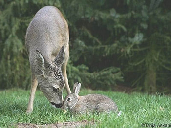 Bambi and Thumper, hare, fawn, deer, rabbit HD wallpaper