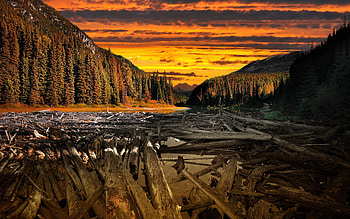 Nature, Water, Forest, Colors, Color, Crossing, Logs, Alloy HD wallpaper