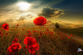 Poppy, clouds, sky, field HD wallpaper