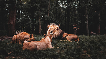 Three Lions Lying Down HD wallpaper