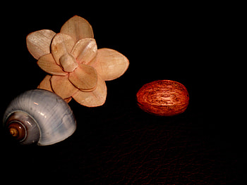 Flower and shell (My graphy), shell, bliack, flower shell, flower HD wallpaper