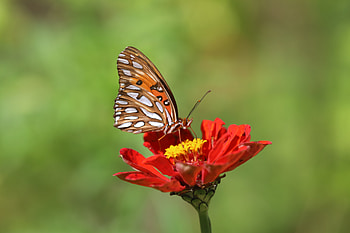Flower, Macro, Brown, Insect, Butterfly HD wallpaper