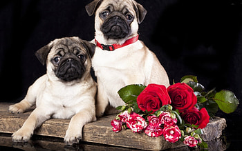 Two Cute Puppies, animal, dogs, puppies, flowers HD wallpaper