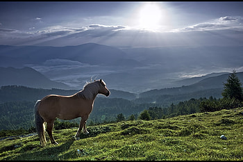 horse in sun light, nature, animals HD wallpaper