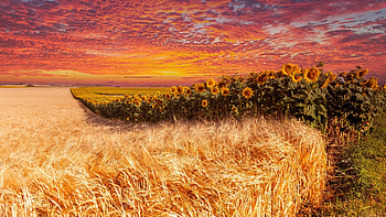 Colorful Sunset, colors, sky, sunflowers, field, clouds HD wallpaper