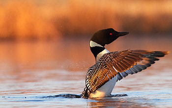 Animals, Water, Bird, Spray, Wings, Black-Billed Loon, Loon, Polar Loon HD wallpaper