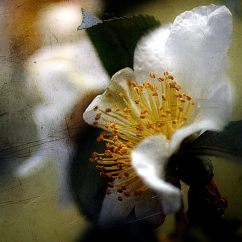 White, beautiful, flowers, bloody mary HD wallpaper