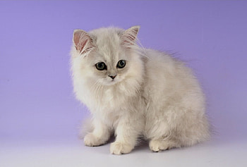 Cute Fluffy Kitten, cats, kitten, fluffy, animals HD wallpaper
