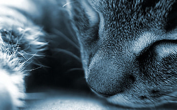 Macro, Cat, Muzzle, Grey, Nose HD wallpaper