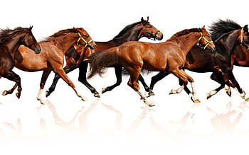 Animals, Horses, Herd, Run, Run Away, Multitude, Lots Of HD wallpaper