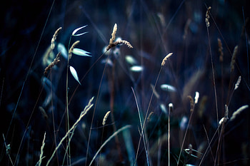 Grass, Plant, Macro, Shine, Light HD wallpaper