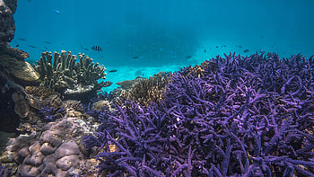 Coral reef rescue initiative, Homepage HD wallpaper