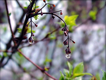 Drops, Plant, Macro, Wood, Tree, Spring HD wallpaper