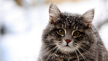 Animals, Cats HD wallpaper