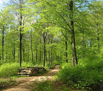 Going to get Wood, trees, leaves, wood, path HD wallpaper