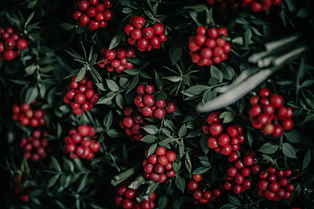 Nature, Berries, Plant, Clusters, Bunches HD wallpaper