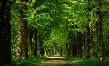 Forest road, Forest, Trees, Green, Trunks, Road, Alley HD wallpaper