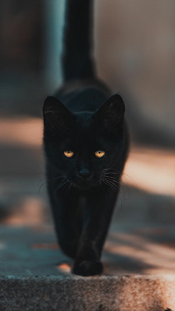 Cat walking, Elegance in motion, Playful and curious, Graceful feline HD phone wallpaper