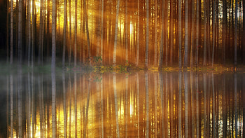 Forest, trees, mist, lake, reflections, sunlight HD wallpaper