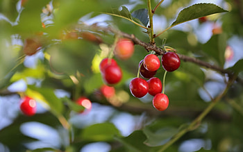 Sour Cherries, berries, tree, red HD wallpaper