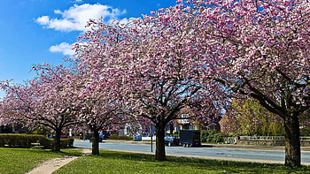 Cherry Blossoms, clouds, street, trees, sky, spring, village HD wallpaper