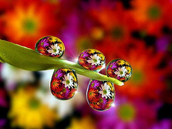 Flowers in Drops, beautiful, flowers, in drops HD wallpaper