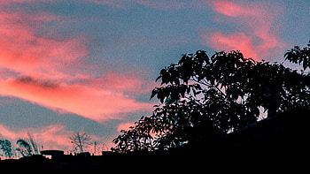 Trees, Sunset, Sky, Leaves, Dark HD wallpaper