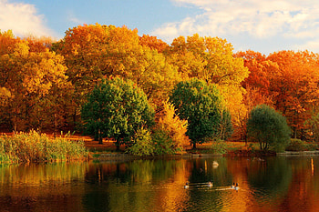 Autumn reflections, river, colors, serenity, quiet, shore, reflection, trees, water, fall, beautiful, lake, ducks, falling, leaves, mirrored, clouds, nature, sky, riverbank, lovely, calmness, forest, foliage HD wallpaper