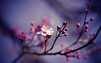 Flower, Nature, Cherry, Macro, Branches, Branch HD wallpaper