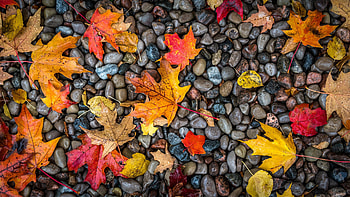 Gold Leaf, Autumn HD wallpaper