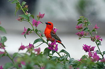 Cute, small, red bird HD wallpaper