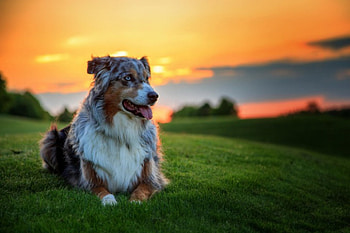 ✿⊱•╮Dog ╭•⊰✿, dog, animal, dogs, animals HD wallpaper