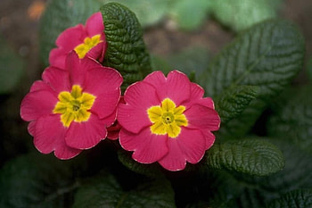 adi, nature, flowers HD wallpaper