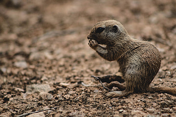 Animals, Brown, Wildlife, Animal, Nice, Sweetheart, Rodent HD wallpaper