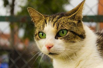 Animals, Cat, Muzzle, Spotty, Spotted, Green Eyed, Green-Eyed HD wallpaper
