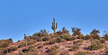 Nature, Sky, Bush, Prairie, Cactus HD wallpaper