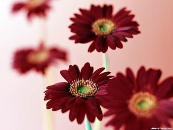 Plants, Flowers HD wallpaper