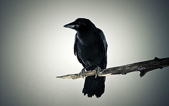 Black friend, birds, graphy, wild animals, , wild, raven, crow, wildlife, abstract, animals, wilderness HD wallpaper