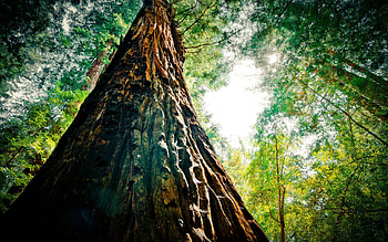 Redwood trees, , backgrounds, Botanical marvels HD wallpaper