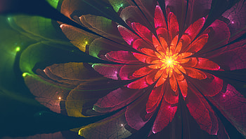 Abstract, Flower, Multicolored, Motley, Fractal, Glow HD wallpaper