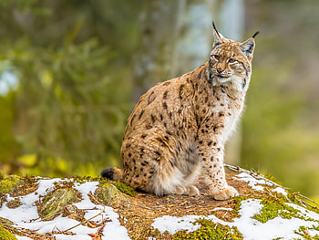 Lynx, animal, pose, tail HD wallpaper