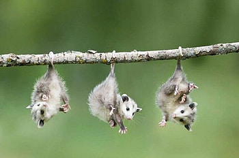 Just Hanging Out, branch, hanging, woods, three opossums HD wallpaper