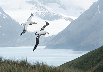 Flying albatrosses, Antarctic triumph, Wildlife sketch, Breathtaking avian display HD wallpaper