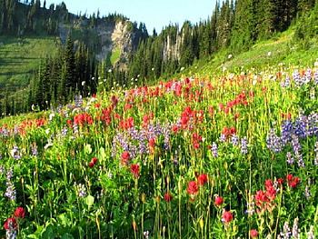 Mt. Rainier from Edith Creek, creek, mt rainier, edith HD wallpaper