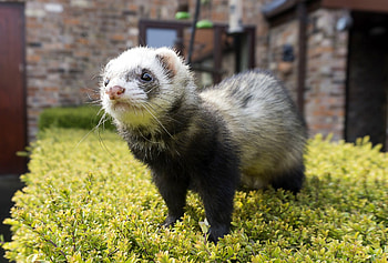 Adorable ferrets, Ultra , Furry companions, Cute animals HD wallpaper