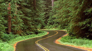 rain on a road in olympic np washington, road, winding, rain, forest HD wallpaper